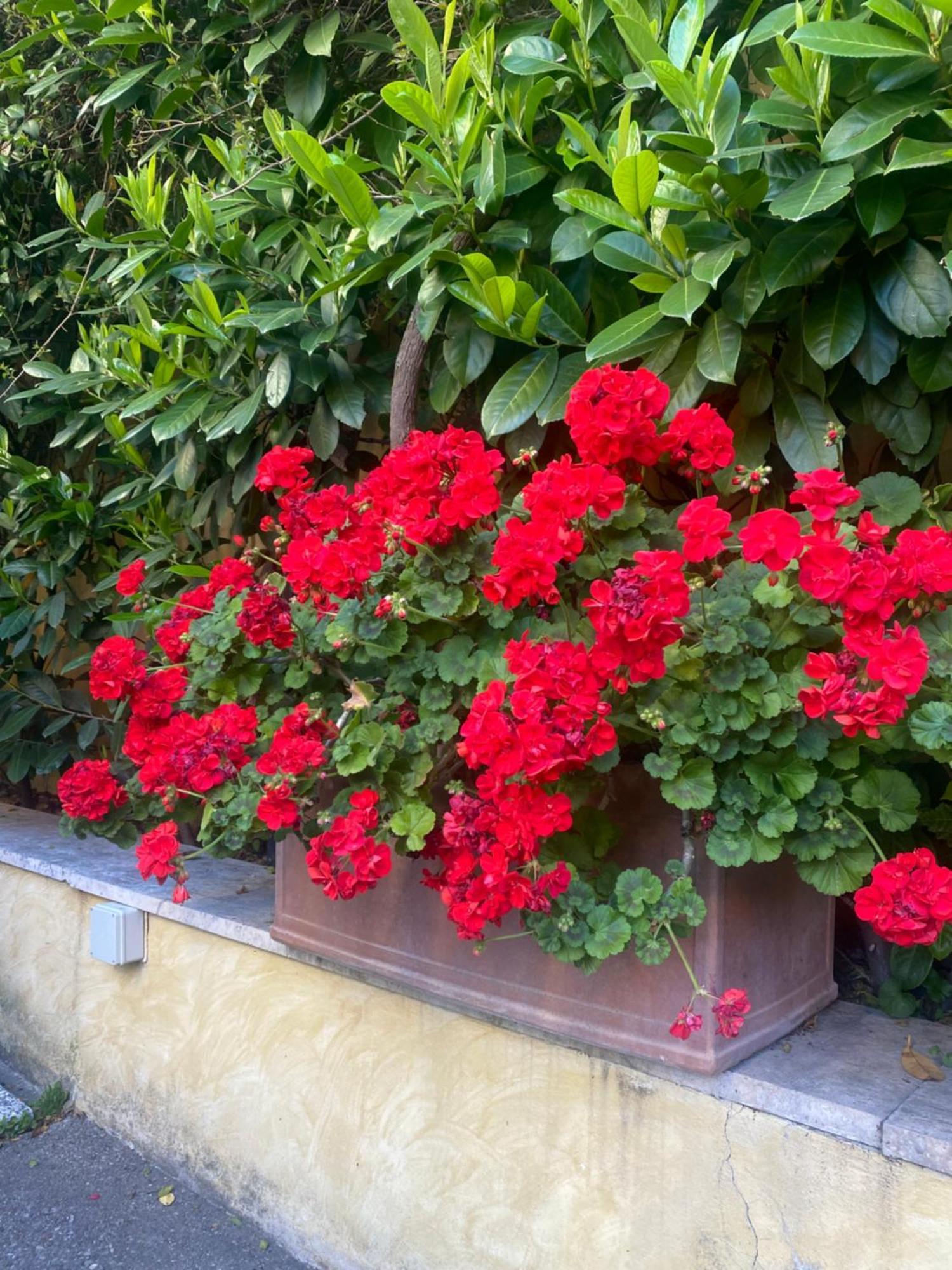 Villa Orsini — Foto 3